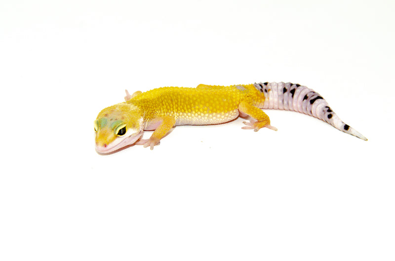 Jungle Designer Baby Leopard Geckos